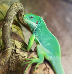 Close-up view of a Lau banded iguana (Brachylophus fasciatus)