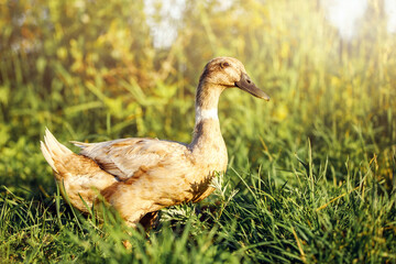 Indian Runner duck in the evening light