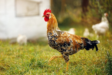 Colorful beautiful red leghorn chicken male rooster walking in the village - obrazy, fototapety, plakaty