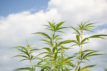 Field of industrial hemp (cannabis) in the evening sun. Legally planted on the field