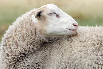 A white sheep tries to reach and scratch his back