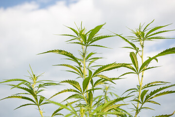 Field of industrial hemp (cannabis) in the evening sun. Legally planted on the field