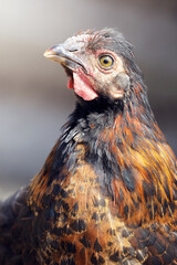 Close-up portrait of brown rural hen proudly raising his head