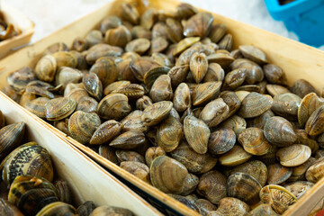 Open display with sea cockles clams at fish market - obrazy, fototapety, plakaty