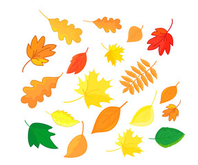 Autumn leaves in cartoon style isolated on white background. Maple, oak, rowan and so on leaf composition. Vector.