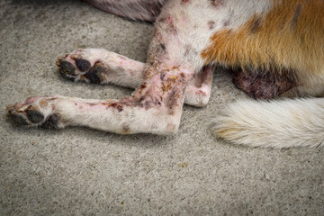 Close-up of legs dog has an leprosy skin problem on their body and lying on the concrete floor.