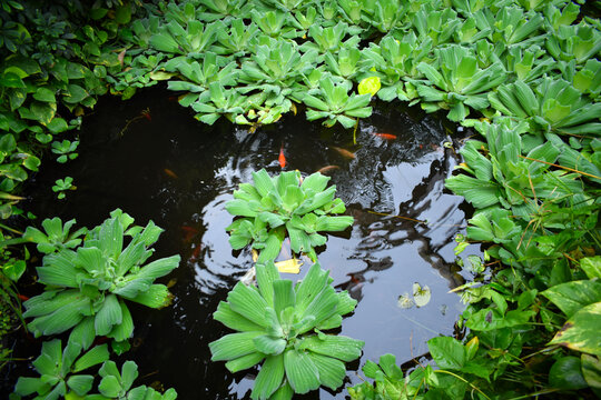 Green tropic plants swim on a goldfish pond with dark water and orange fish under the surface