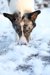 dog in snow