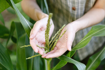 young female farmer takes care of the growing corn crop
