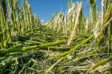 Hagelschaden und Starkregen zerstört Landwirtschaft in Bayern nördlich von Murnau