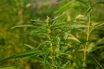 Field of industrial hemp (cannabis) in the evening sun. Legally planted on the field