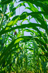 Agricultural crop corn with leaves close-up. Agro background design