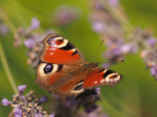 A beautiful European peacock on a lavender flower in a lavender field