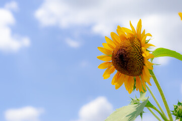 東京都武蔵村山市にあるひまわり畑に咲くたくさんのひまわり