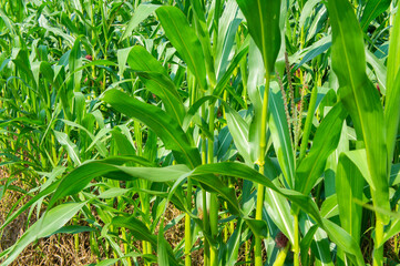 Agricultural crop corn with leaves close-up. Agro background design