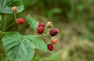 Cluster of unripe wild blackberries on bush on green blurred background