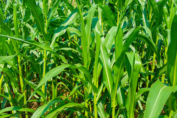 Agricultural crop corn with leaves close-up. Agro background design