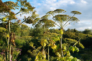 Giant hogweed poisonous plant on the blue sky background