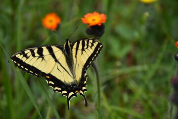 A butterfly on a flower