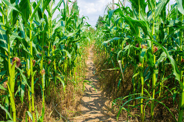 Agricultural crop corn with leaves close-up. Agro background design
