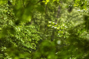 Fototapeta na wymiar Rain in the forest
