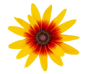Bicolor flower orange with yellow. Yellow flower isolated on white background