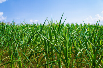 Agricultural crop corn with leaves on a blue sky background