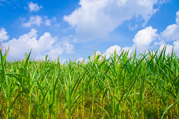 Agricultural crop corn with leaves on a blue sky background