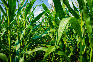 Agricultural crop corn with leaves close-up. Agro background design