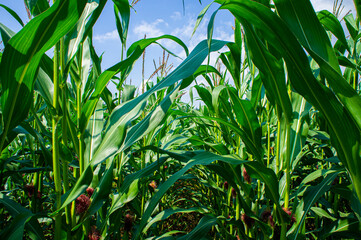 Agricultural crop corn with leaves close-up. Agro background design