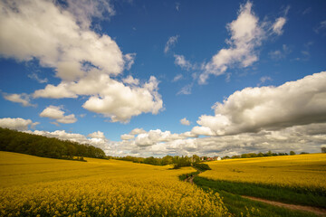 Panorama of agricultural rapeseed field with clouds. Canola is an oil crop for fuel production.