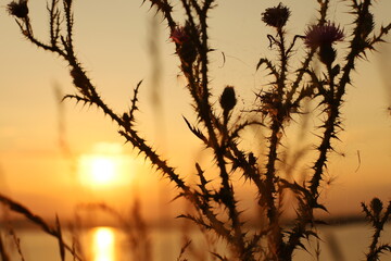 Landscapes summer in village next to lake