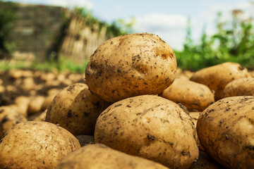Close up of fresh organic potatoes. Harvesting potatoes.