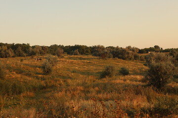 Landscapes summer in village next to lake
