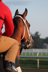 View from the saddle