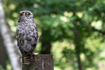 The great horned owl, bubo virginianus, also known as the tiger owl