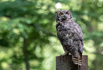 The great horned owl, bubo virginianus, also known as the tiger owl