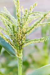 Colony of Rhopalosiphum maidis (corn leaf aphid) on a corn flower branch close up. Pests in the garden