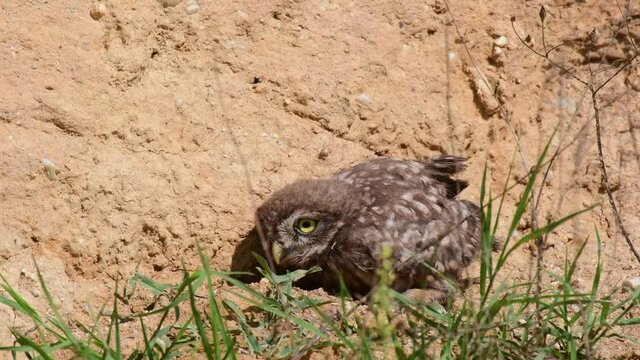 Little owl Athene noctua, hiding pressed to the ground on a very hot day