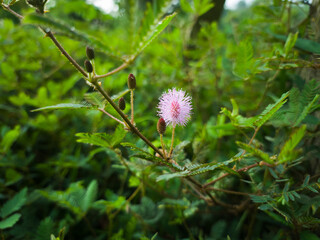 The mimosa has pink hairy flowers with spikes.