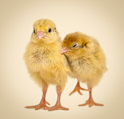 Two Japanese Quail, also known as Coturnix Quail, Coturnix japonica, 3 days old, in front of pastel beige background