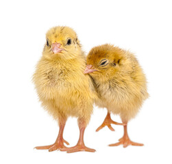 Obraz premium Two Japanese Quail, also known as Coturnix Quail, Coturnix japonica, 3 days old, in front of white background - Remastered