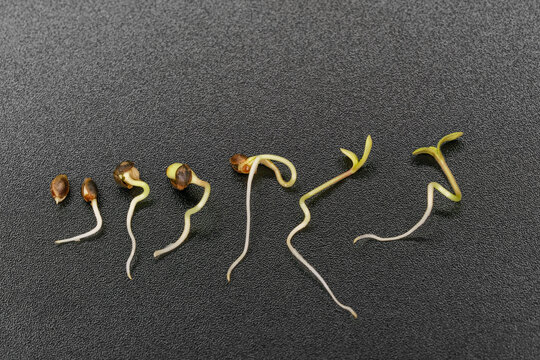 Timelapse Of Hemp Seed Germination On A Black Background