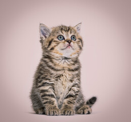 Fototapeta na wymiar Cute Kitten British Shorthair, isolated on white