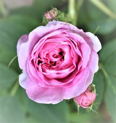 Roserose, flower, pink, garden, nature, flowers, love, roses, bloom, plant, petals, flora, bud, blossom, petal, beauty, summer, bouquet, valentine, romance, close-up, gardening, florist, horticulture,