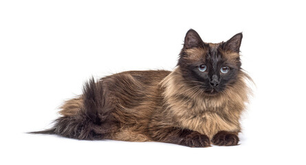 Brown lying down Crossbreed cat, isolated