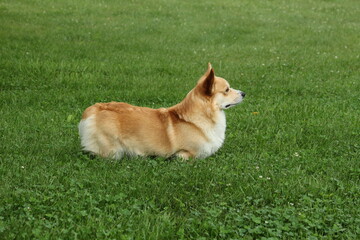 canine low rider