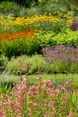 Obraz premium Colourful garden planted in the naturalistic style of the New Perennial movement, with emphasis on layering, structure, form and wide colour palette. 