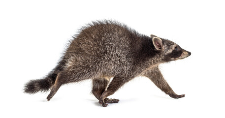 Side view of a young raccoon walking away, isolated on white