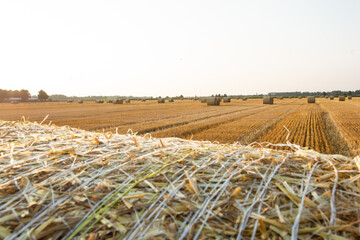 hay bales in the sunset